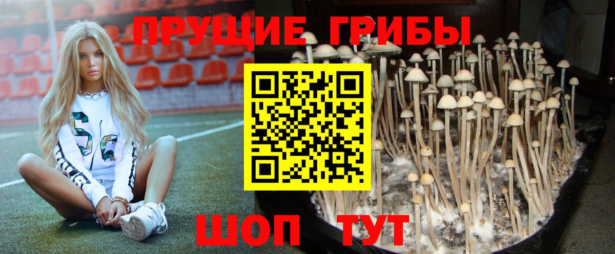 где купить   Псилоцибиновые грибы Psilocybe  Вход с VPN  Великие Луки 
